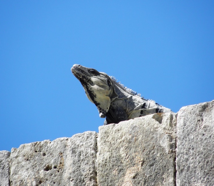 Mexiko - Uxmal - 2017
